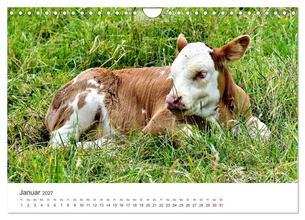 Weitere Ansicht: Kälber - Kleine Herzensbrecher auf den Wiesen (Wandkalender 2027 DIN A4 quer), CALVENDO Monatskalender | DeVerviers - Photographer, Calvendo