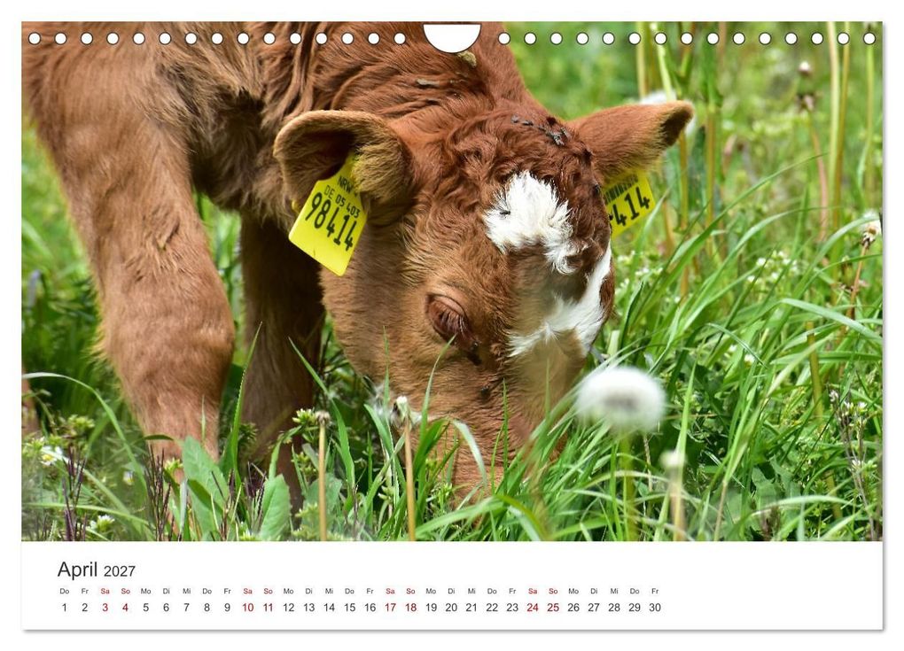 Weitere Ansicht: Kälber - Kleine Herzensbrecher auf den Wiesen (Wandkalender 2027 DIN A4 quer), CALVENDO Monatskalender | DeVerviers - Photographer, Calvendo