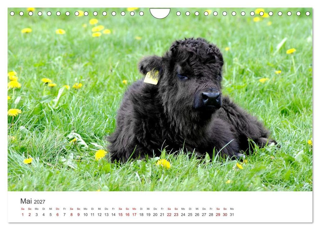 Weitere Ansicht: Kälber - Kleine Herzensbrecher auf den Wiesen (Wandkalender 2027 DIN A4 quer), CALVENDO Monatskalender | DeVerviers - Photographer, Calvendo