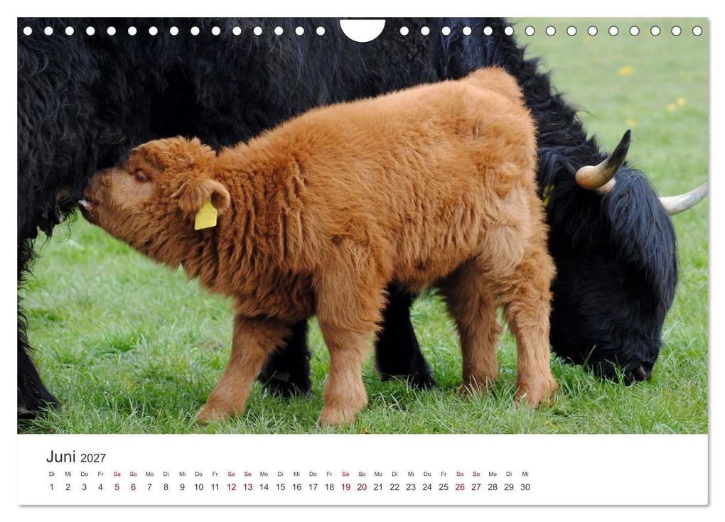 Weitere Ansicht: Kälber - Kleine Herzensbrecher auf den Wiesen (Wandkalender 2027 DIN A4 quer), CALVENDO Monatskalender | DeVerviers - Photographer, Calvendo