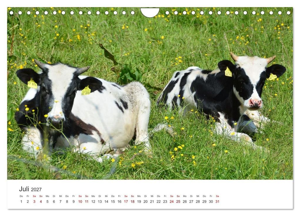 Weitere Ansicht: Kälber - Kleine Herzensbrecher auf den Wiesen (Wandkalender 2027 DIN A4 quer), CALVENDO Monatskalender | DeVerviers - Photographer, Calvendo