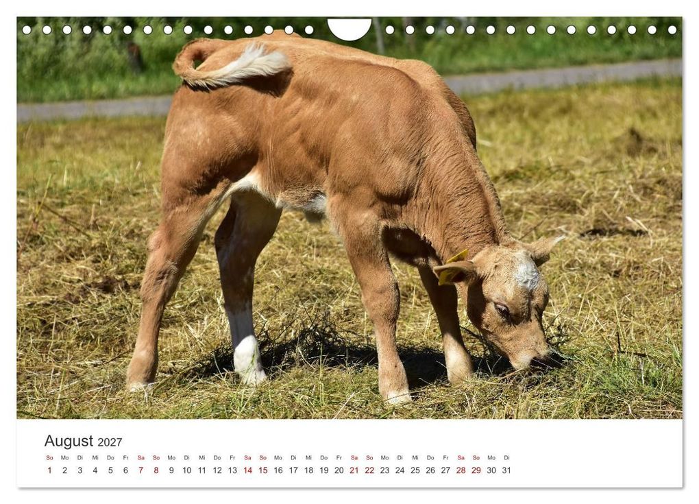 Weitere Ansicht: Kälber - Kleine Herzensbrecher auf den Wiesen (Wandkalender 2027 DIN A4 quer), CALVENDO Monatskalender | DeVerviers - Photographer, Calvendo