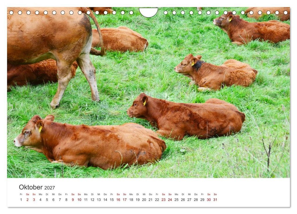 Weitere Ansicht: Kälber - Kleine Herzensbrecher auf den Wiesen (Wandkalender 2027 DIN A4 quer), CALVENDO Monatskalender | DeVerviers - Photographer, Calvendo