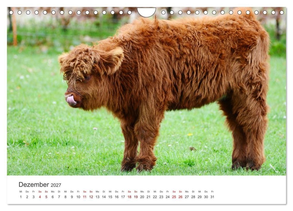 Weitere Ansicht: Kälber - Kleine Herzensbrecher auf den Wiesen (Wandkalender 2027 DIN A4 quer), CALVENDO Monatskalender | DeVerviers - Photographer, Calvendo