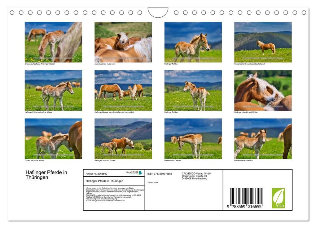 Weitere Ansicht: Haflinger Pferde in Thüringen (Wandkalender 2027 DIN A4 quer), CALVENDO Monatskalender | Torsten Irmer, Calvendo