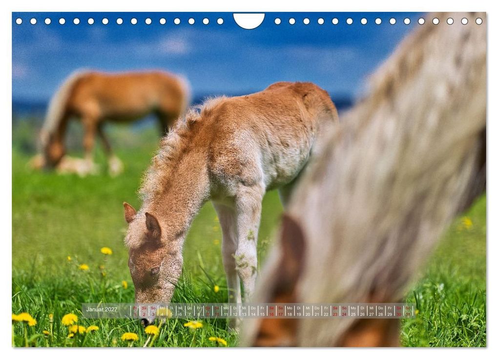 Weitere Ansicht: Haflinger Pferde in Thüringen (Wandkalender 2027 DIN A4 quer), CALVENDO Monatskalender | Torsten Irmer, Calvendo
