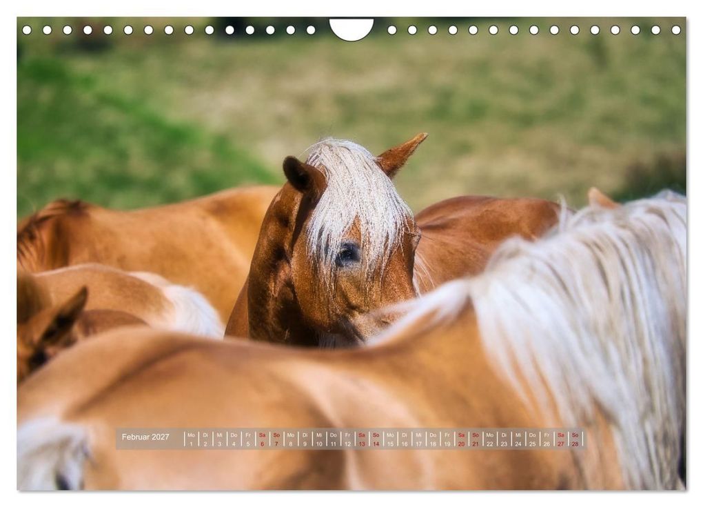 Weitere Ansicht: Haflinger Pferde in Thüringen (Wandkalender 2027 DIN A4 quer), CALVENDO Monatskalender | Torsten Irmer, Calvendo