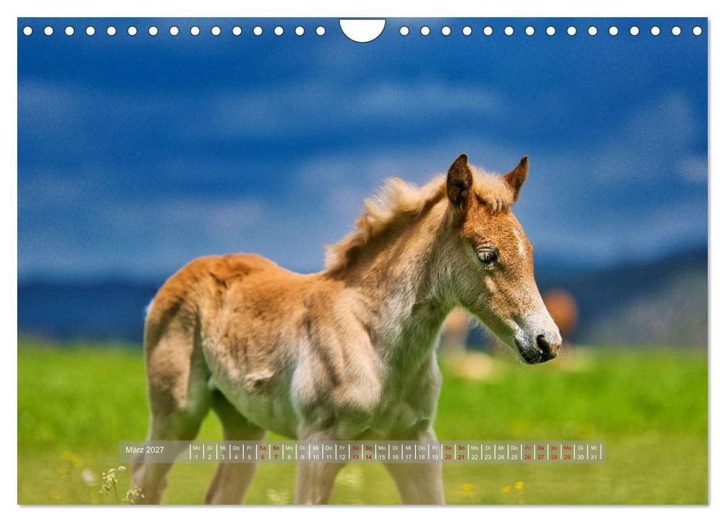 Weitere Ansicht: Haflinger Pferde in Thüringen (Wandkalender 2027 DIN A4 quer), CALVENDO Monatskalender | Torsten Irmer, Calvendo