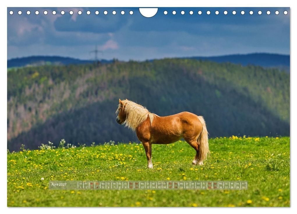 Weitere Ansicht: Haflinger Pferde in Thüringen (Wandkalender 2027 DIN A4 quer), CALVENDO Monatskalender | Torsten Irmer, Calvendo