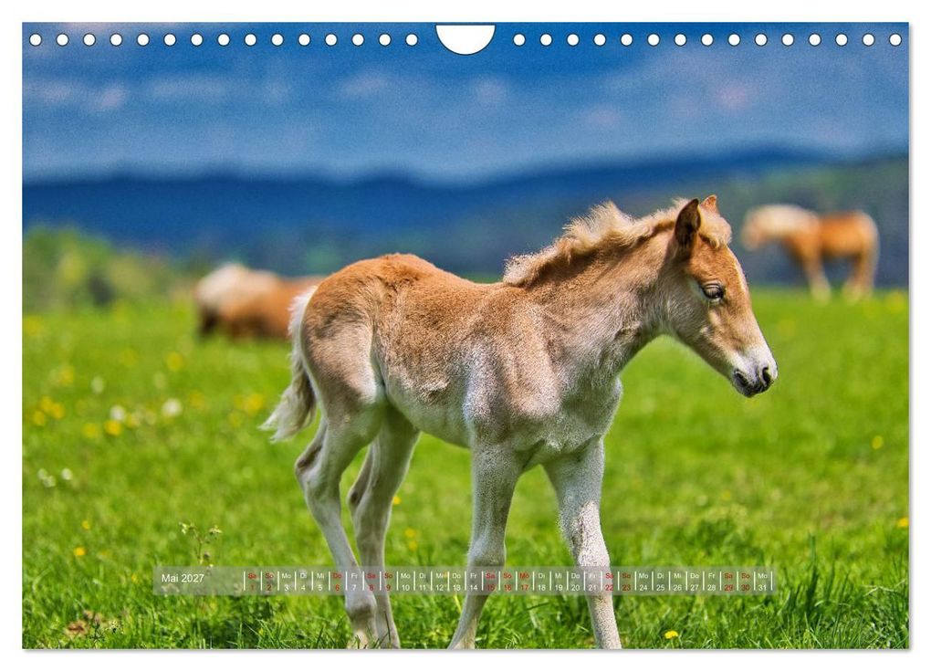 Weitere Ansicht: Haflinger Pferde in Thüringen (Wandkalender 2027 DIN A4 quer), CALVENDO Monatskalender | Torsten Irmer, Calvendo