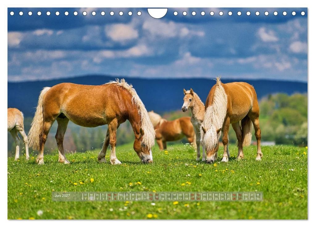 Weitere Ansicht: Haflinger Pferde in Thüringen (Wandkalender 2027 DIN A4 quer), CALVENDO Monatskalender | Torsten Irmer, Calvendo