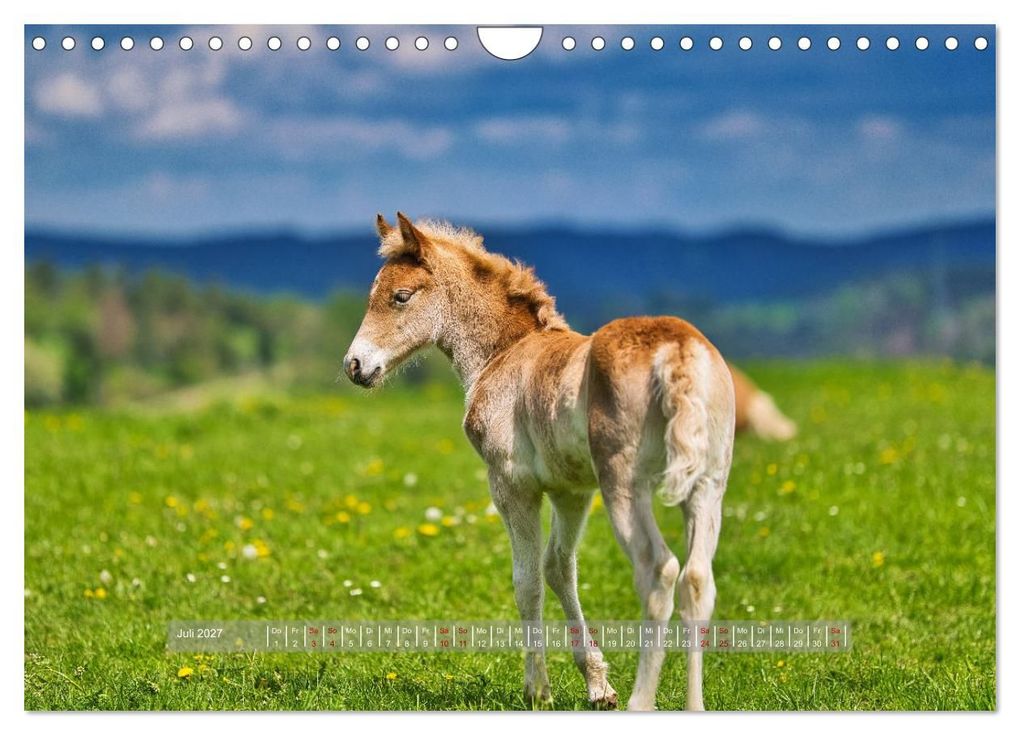Weitere Ansicht: Haflinger Pferde in Thüringen (Wandkalender 2027 DIN A4 quer), CALVENDO Monatskalender | Torsten Irmer, Calvendo