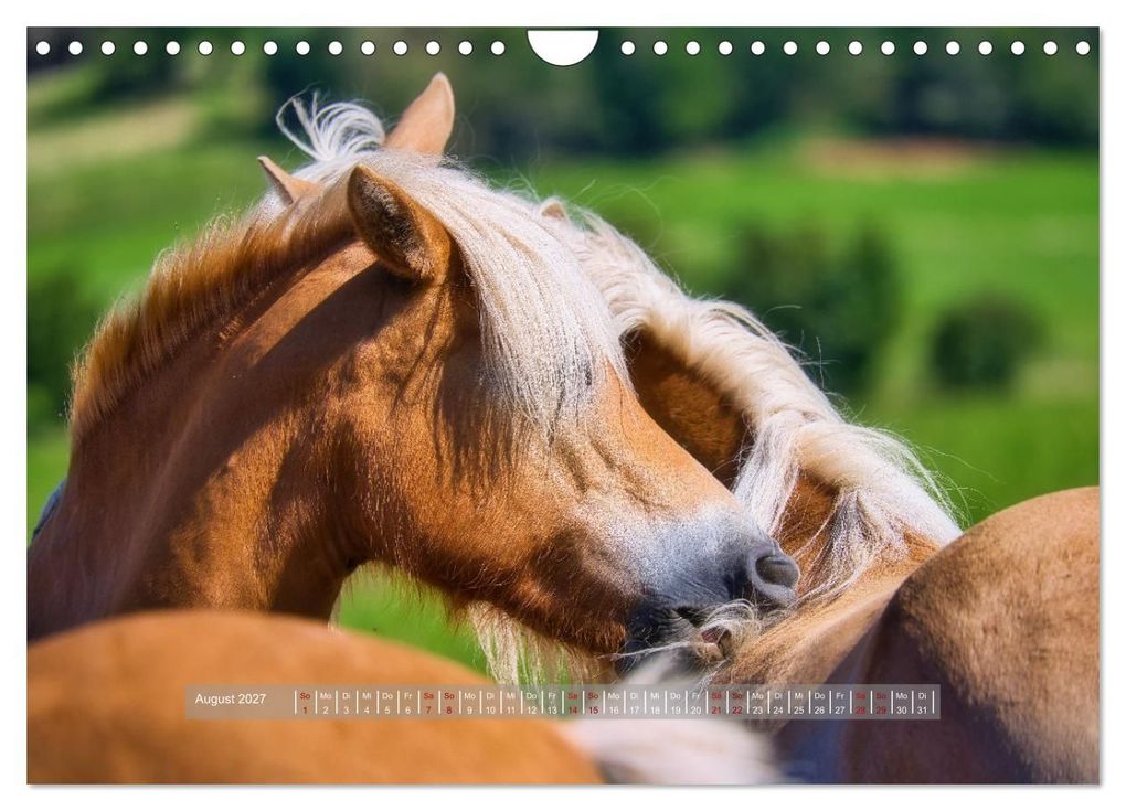 Weitere Ansicht: Haflinger Pferde in Thüringen (Wandkalender 2027 DIN A4 quer), CALVENDO Monatskalender | Torsten Irmer, Calvendo