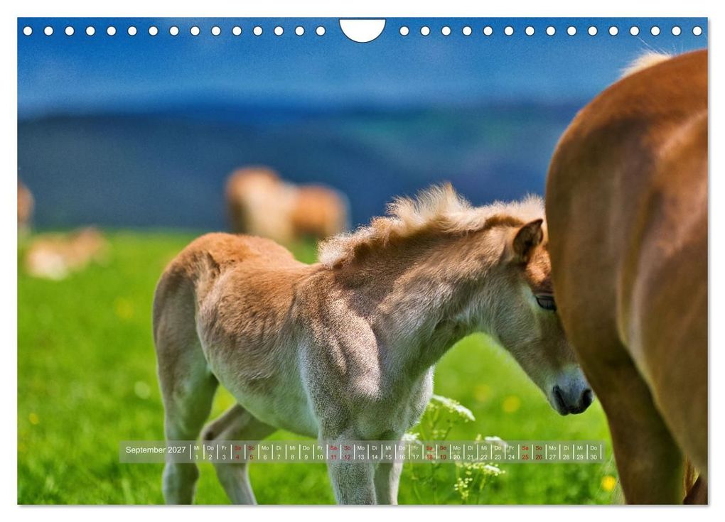 Weitere Ansicht: Haflinger Pferde in Thüringen (Wandkalender 2027 DIN A4 quer), CALVENDO Monatskalender | Torsten Irmer, Calvendo