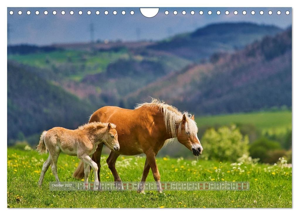 Weitere Ansicht: Haflinger Pferde in Thüringen (Wandkalender 2027 DIN A4 quer), CALVENDO Monatskalender | Torsten Irmer, Calvendo