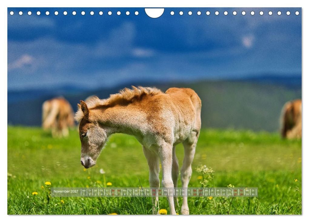 Weitere Ansicht: Haflinger Pferde in Thüringen (Wandkalender 2027 DIN A4 quer), CALVENDO Monatskalender | Torsten Irmer, Calvendo