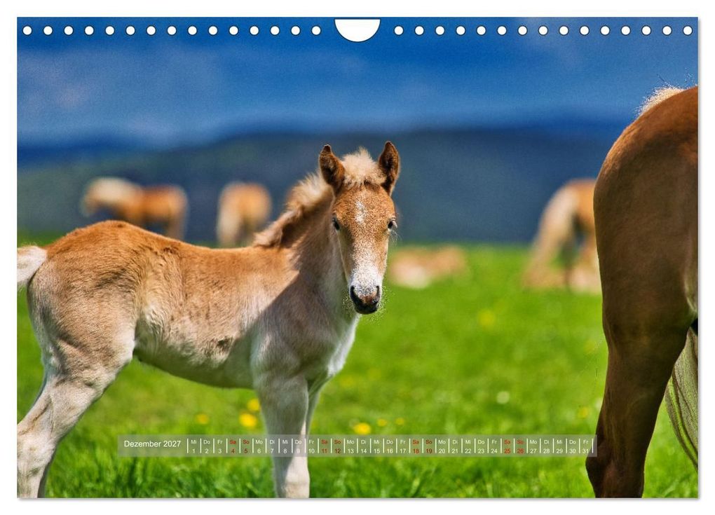 Weitere Ansicht: Haflinger Pferde in Thüringen (Wandkalender 2027 DIN A4 quer), CALVENDO Monatskalender | Torsten Irmer, Calvendo
