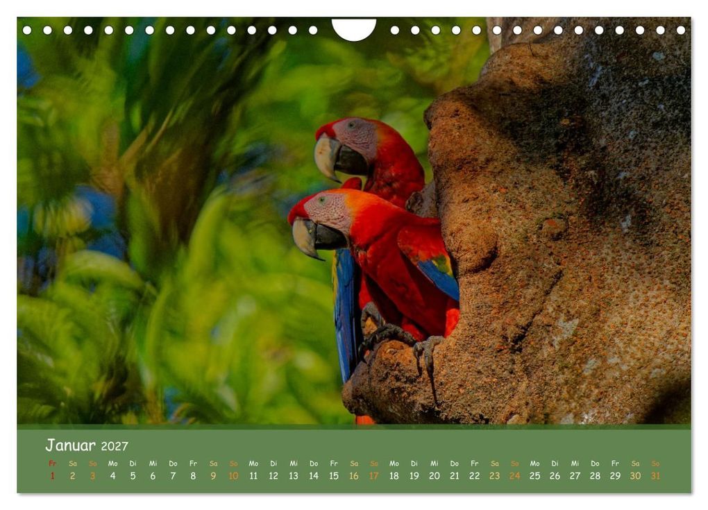 Weitere Ansicht: Hellrote Aras (Wandkalender 2027 DIN A4 quer), CALVENDO Monatskalender | Armin Brockner, Calvendo