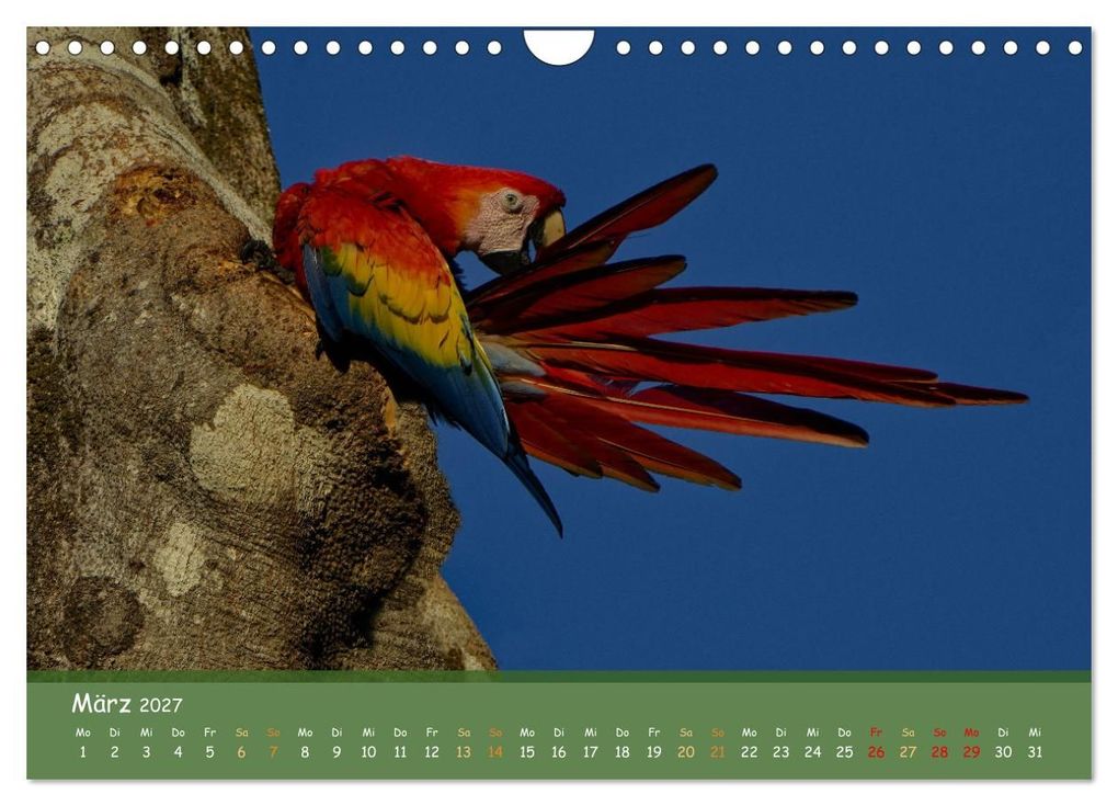 Weitere Ansicht: Hellrote Aras (Wandkalender 2027 DIN A4 quer), CALVENDO Monatskalender | Armin Brockner, Calvendo