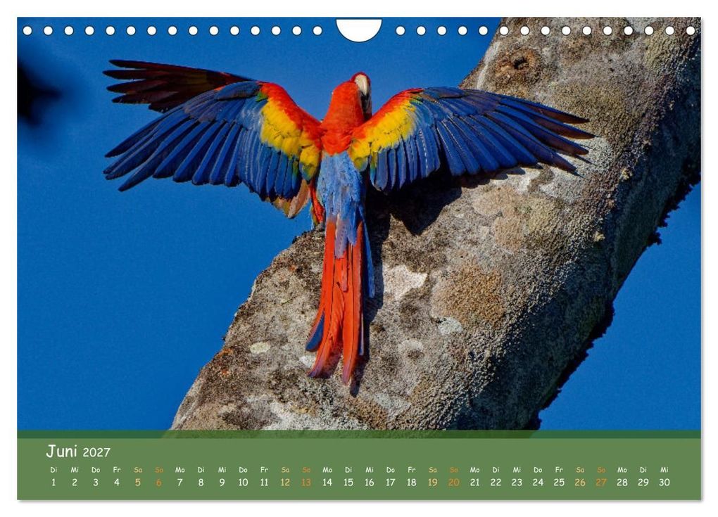 Weitere Ansicht: Hellrote Aras (Wandkalender 2027 DIN A4 quer), CALVENDO Monatskalender | Armin Brockner, Calvendo