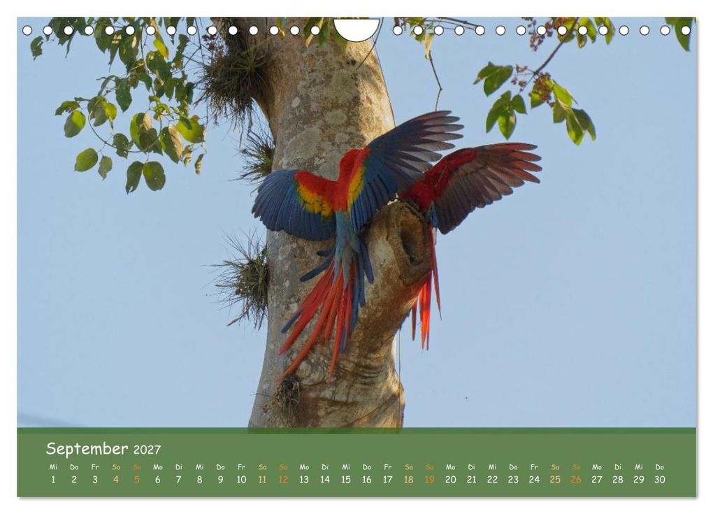 Weitere Ansicht: Hellrote Aras (Wandkalender 2027 DIN A4 quer), CALVENDO Monatskalender | Armin Brockner, Calvendo