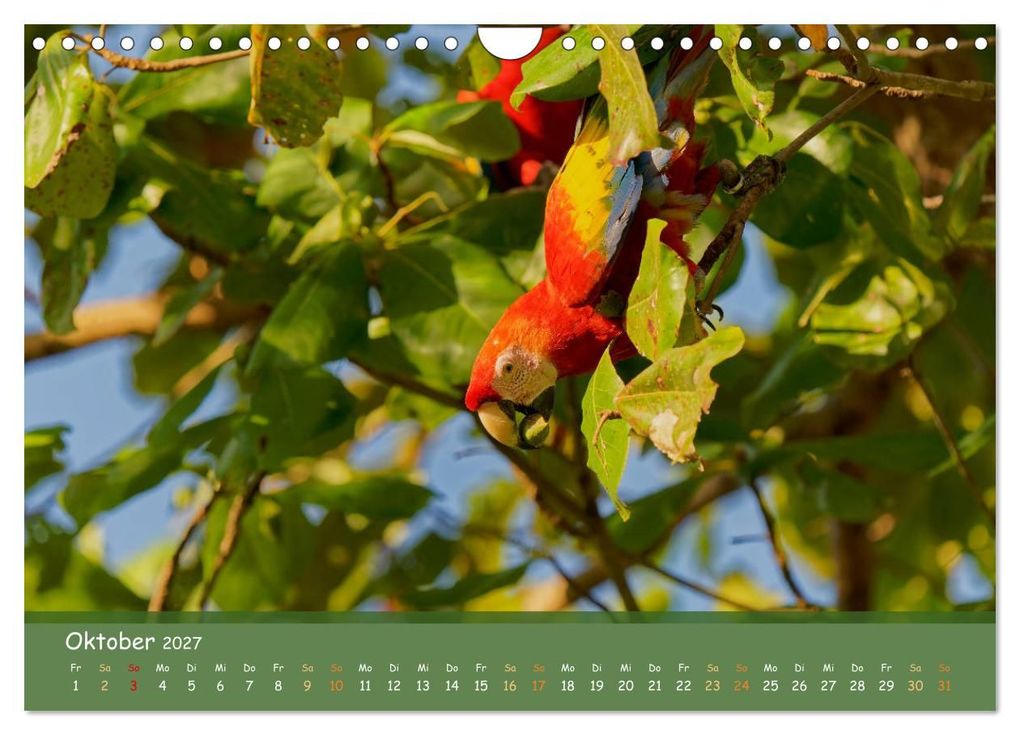 Weitere Ansicht: Hellrote Aras (Wandkalender 2027 DIN A4 quer), CALVENDO Monatskalender | Armin Brockner, Calvendo