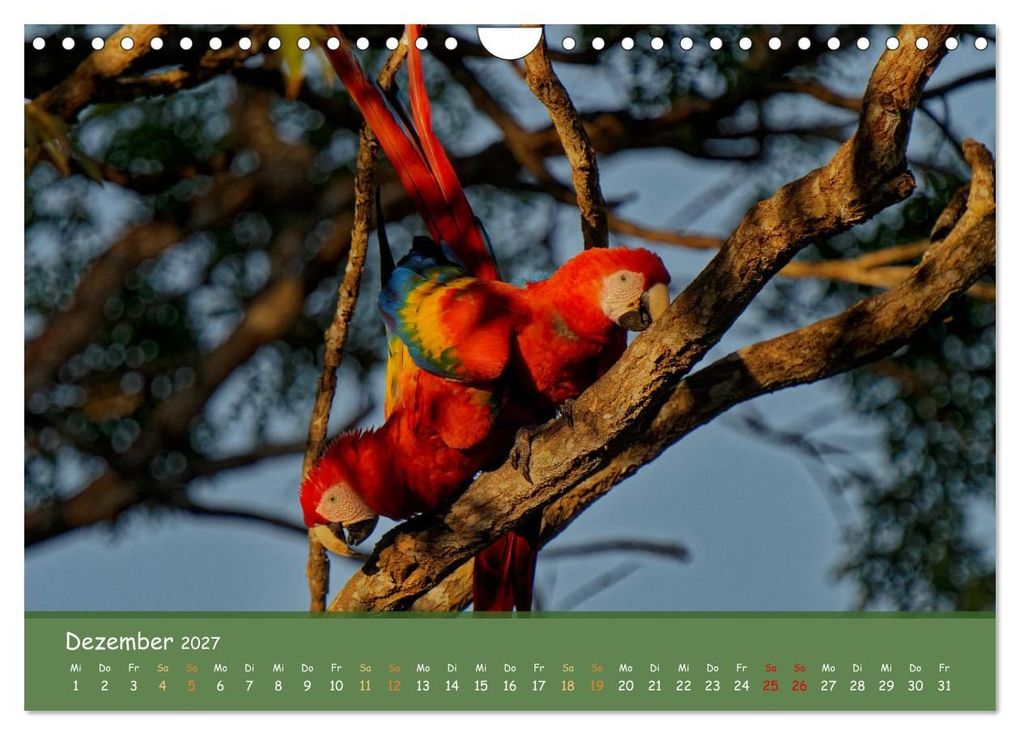 Weitere Ansicht: Hellrote Aras (Wandkalender 2027 DIN A4 quer), CALVENDO Monatskalender | Armin Brockner, Calvendo