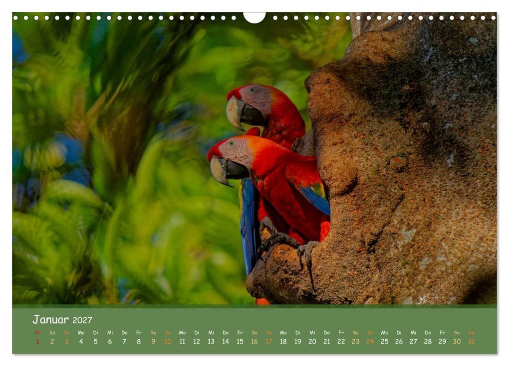 Weitere Ansicht: Hellrote Aras (Wandkalender 2027 DIN A3 quer), CALVENDO Monatskalender | Armin Brockner, Calvendo
