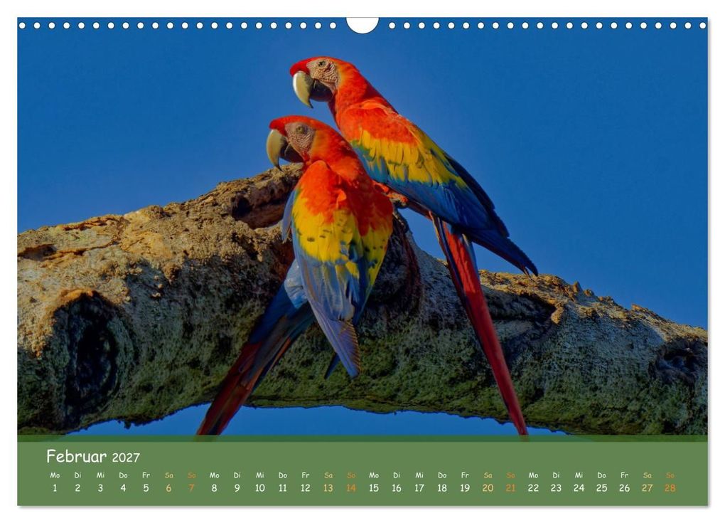 Weitere Ansicht: Hellrote Aras (Wandkalender 2027 DIN A3 quer), CALVENDO Monatskalender | Armin Brockner, Calvendo