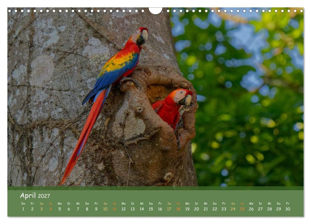 Weitere Ansicht: Hellrote Aras (Wandkalender 2027 DIN A3 quer), CALVENDO Monatskalender | Armin Brockner, Calvendo