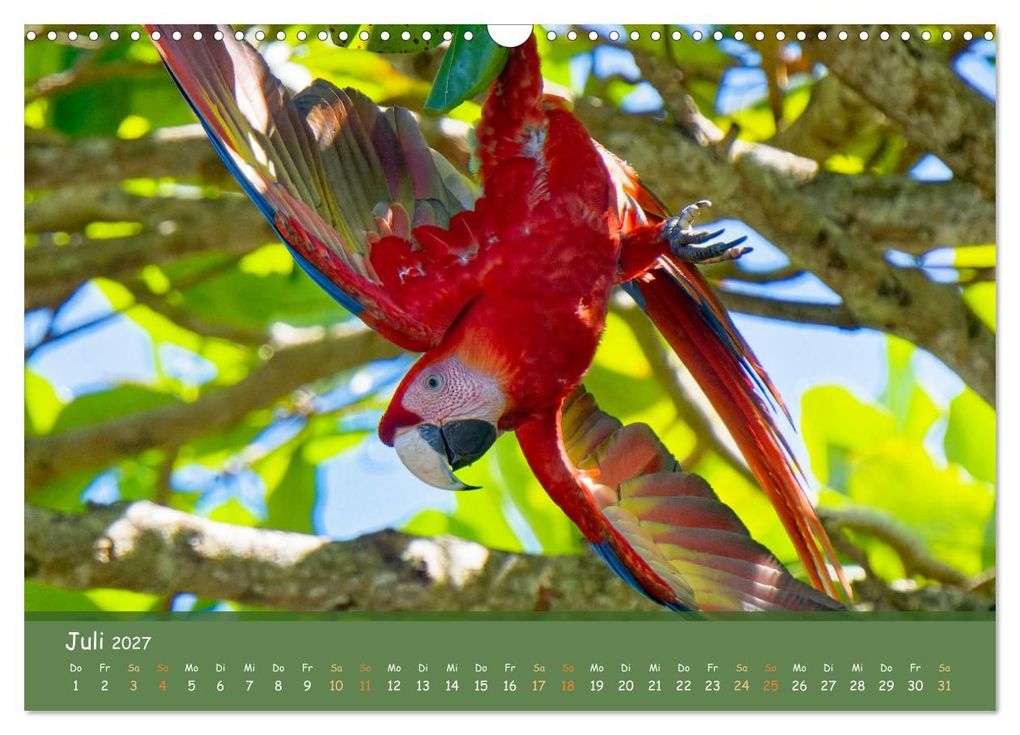Weitere Ansicht: Hellrote Aras (Wandkalender 2027 DIN A3 quer), CALVENDO Monatskalender | Armin Brockner, Calvendo