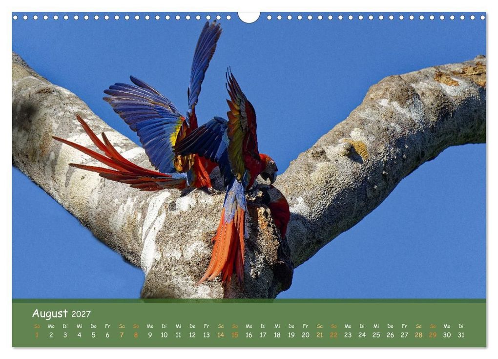 Weitere Ansicht: Hellrote Aras (Wandkalender 2027 DIN A3 quer), CALVENDO Monatskalender | Armin Brockner, Calvendo