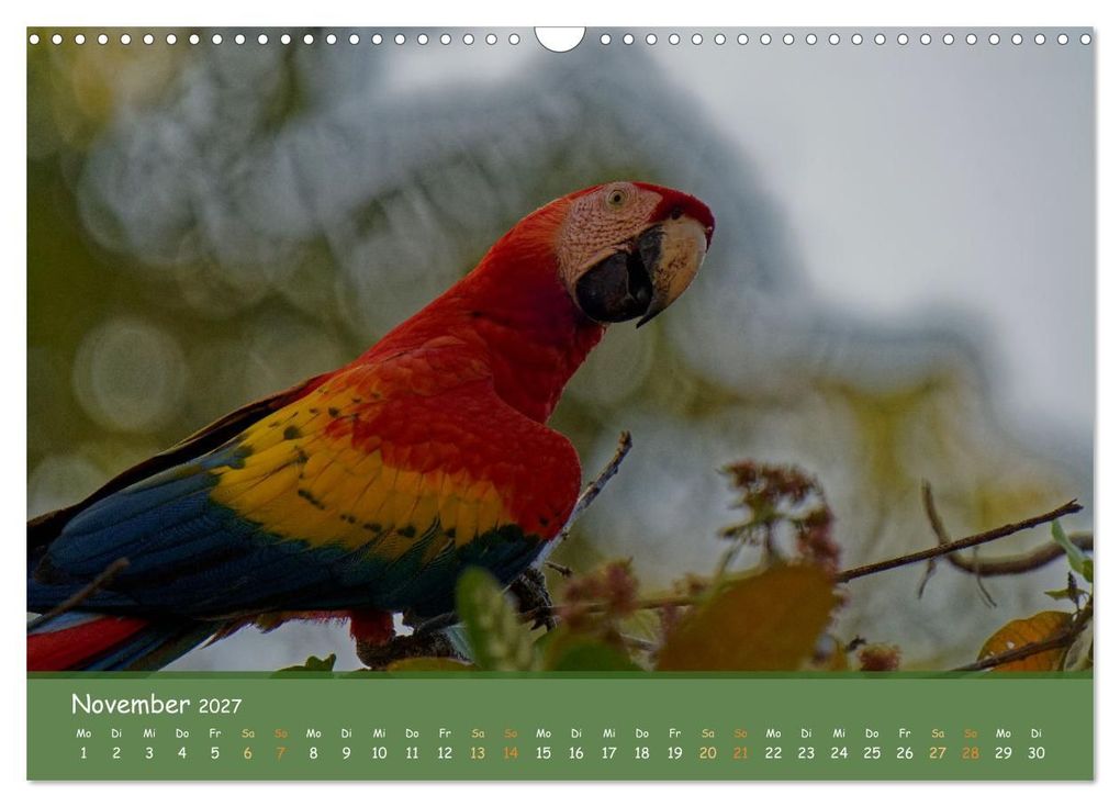 Weitere Ansicht: Hellrote Aras (Wandkalender 2027 DIN A3 quer), CALVENDO Monatskalender | Armin Brockner, Calvendo