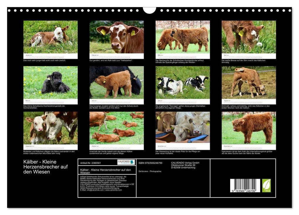 Weitere Ansicht: Kälber - Kleine Herzensbrecher auf den Wiesen (Wandkalender 2027 DIN A3 quer), CALVENDO Monatskalender | DeVerviers - Photographer, Calvendo