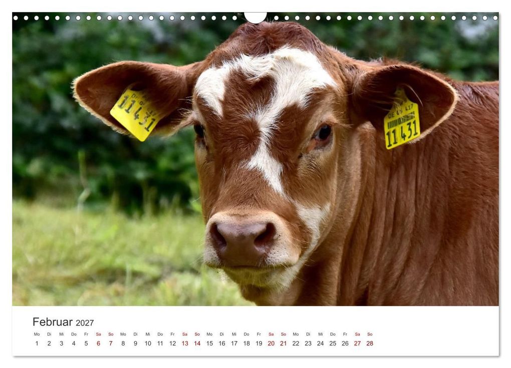 Weitere Ansicht: Kälber - Kleine Herzensbrecher auf den Wiesen (Wandkalender 2027 DIN A3 quer), CALVENDO Monatskalender | DeVerviers - Photographer, Calvendo