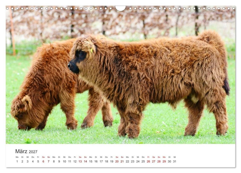 Weitere Ansicht: Kälber - Kleine Herzensbrecher auf den Wiesen (Wandkalender 2027 DIN A3 quer), CALVENDO Monatskalender | DeVerviers - Photographer, Calvendo