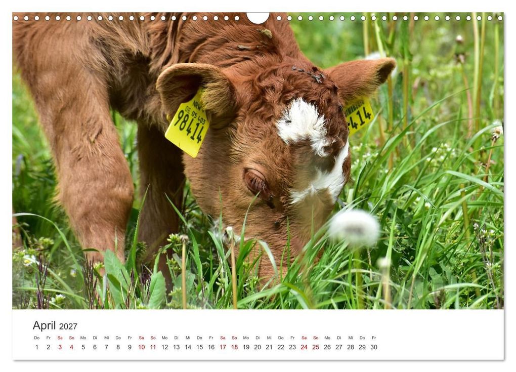 Weitere Ansicht: Kälber - Kleine Herzensbrecher auf den Wiesen (Wandkalender 2027 DIN A3 quer), CALVENDO Monatskalender | DeVerviers - Photographer, Calvendo