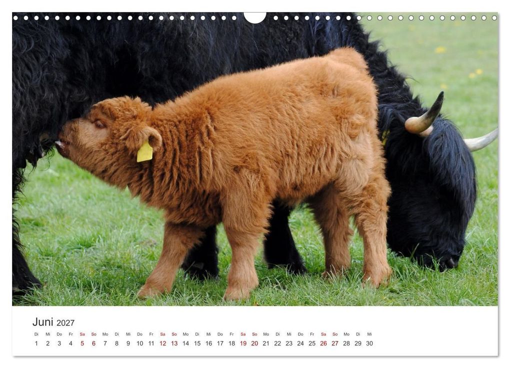 Weitere Ansicht: Kälber - Kleine Herzensbrecher auf den Wiesen (Wandkalender 2027 DIN A3 quer), CALVENDO Monatskalender | DeVerviers - Photographer, Calvendo
