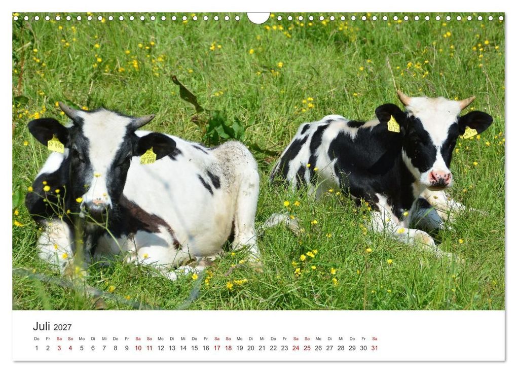 Weitere Ansicht: Kälber - Kleine Herzensbrecher auf den Wiesen (Wandkalender 2027 DIN A3 quer), CALVENDO Monatskalender | DeVerviers - Photographer, Calvendo