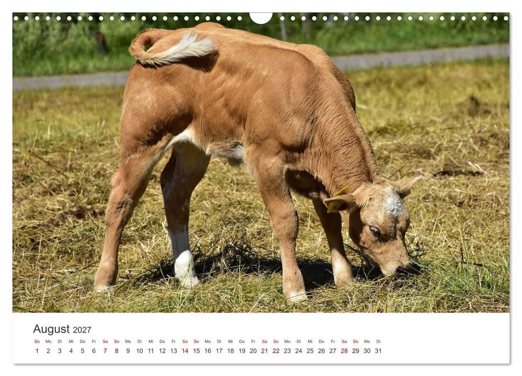 Weitere Ansicht: Kälber - Kleine Herzensbrecher auf den Wiesen (Wandkalender 2027 DIN A3 quer), CALVENDO Monatskalender | DeVerviers - Photographer, Calvendo