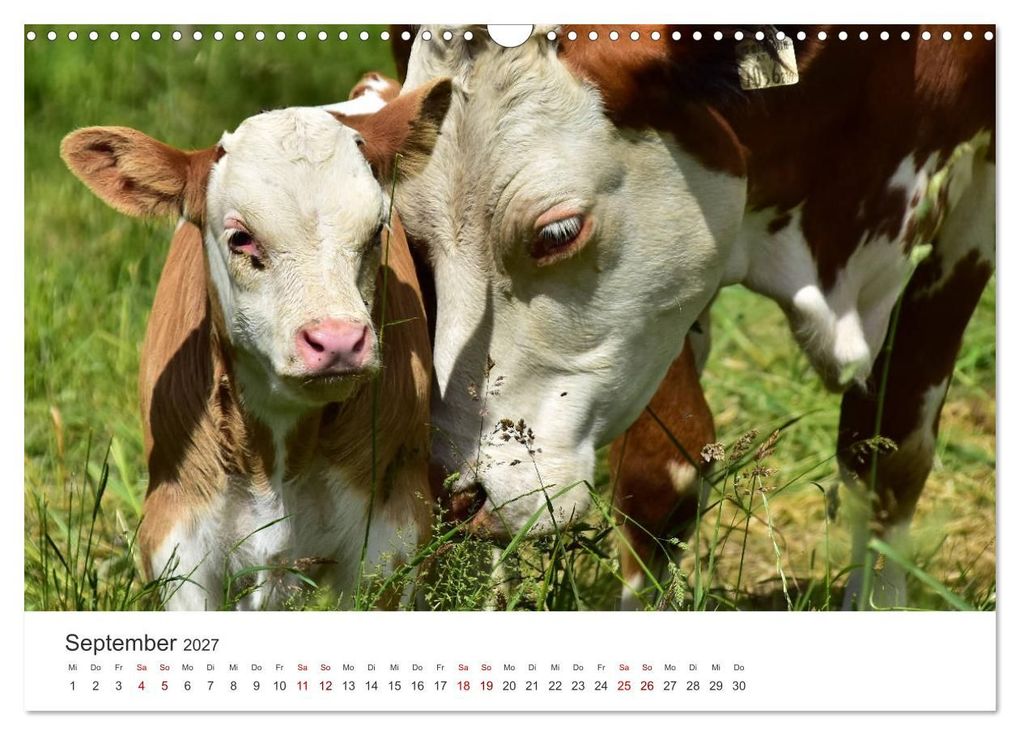 Weitere Ansicht: Kälber - Kleine Herzensbrecher auf den Wiesen (Wandkalender 2027 DIN A3 quer), CALVENDO Monatskalender | DeVerviers - Photographer, Calvendo