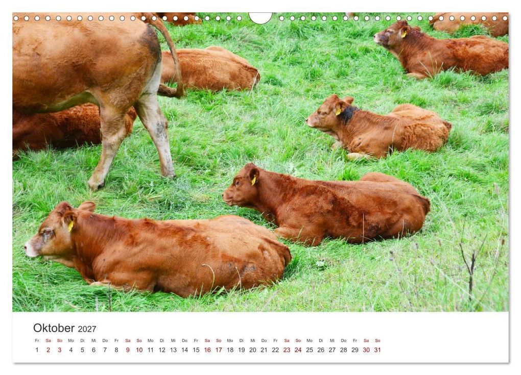 Weitere Ansicht: Kälber - Kleine Herzensbrecher auf den Wiesen (Wandkalender 2027 DIN A3 quer), CALVENDO Monatskalender | DeVerviers - Photographer, Calvendo