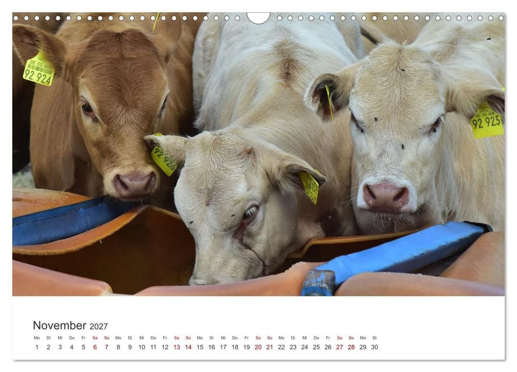 Weitere Ansicht: Kälber - Kleine Herzensbrecher auf den Wiesen (Wandkalender 2027 DIN A3 quer), CALVENDO Monatskalender | DeVerviers - Photographer, Calvendo