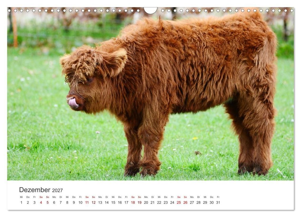 Weitere Ansicht: Kälber - Kleine Herzensbrecher auf den Wiesen (Wandkalender 2027 DIN A3 quer), CALVENDO Monatskalender | DeVerviers - Photographer, Calvendo