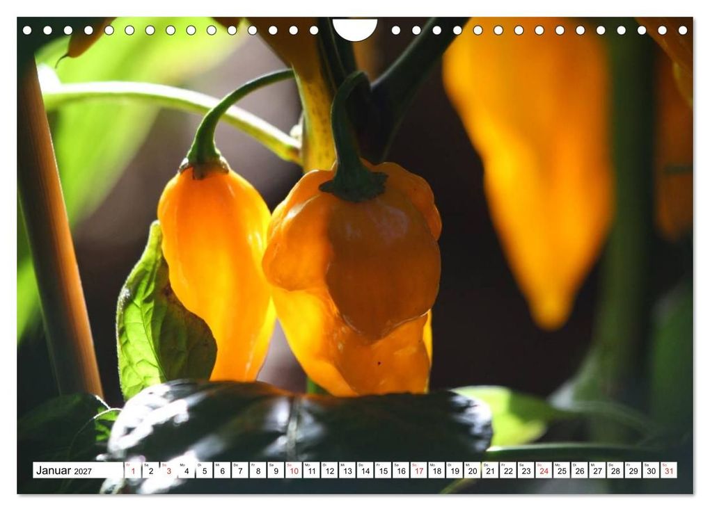 Weitere Ansicht: Für Chili Liebhaber (Wandkalender 2027 DIN A4 quer), CALVENDO Monatskalender | SchnelleWelten, Calvendo