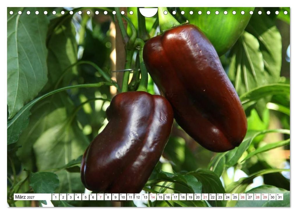 Weitere Ansicht: Für Chili Liebhaber (Wandkalender 2027 DIN A4 quer), CALVENDO Monatskalender | SchnelleWelten, Calvendo