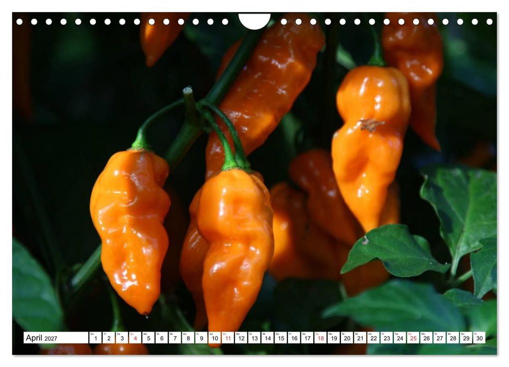 Weitere Ansicht: Für Chili Liebhaber (Wandkalender 2027 DIN A4 quer), CALVENDO Monatskalender | SchnelleWelten, Calvendo