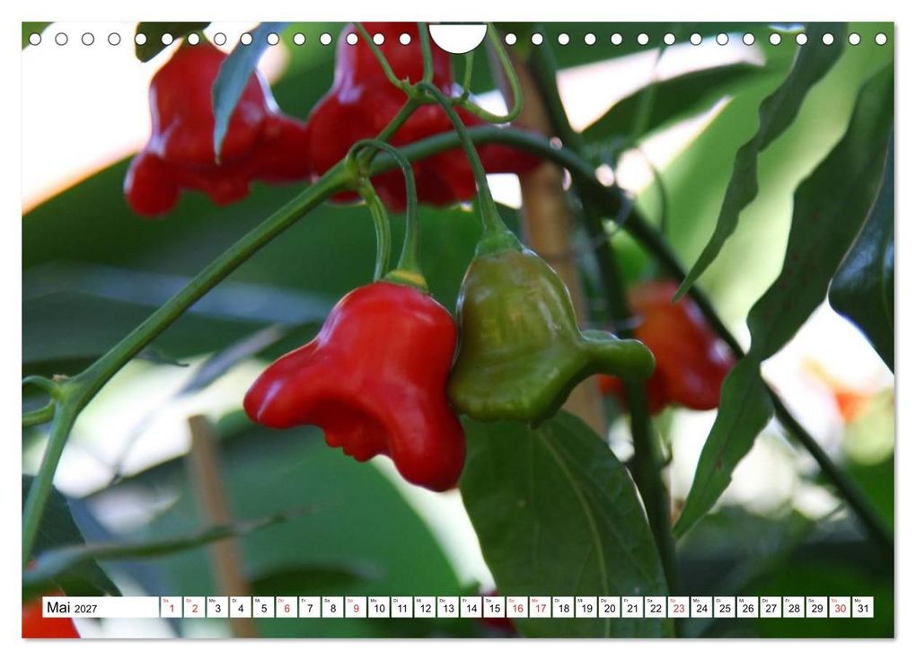 Weitere Ansicht: Für Chili Liebhaber (Wandkalender 2027 DIN A4 quer), CALVENDO Monatskalender | SchnelleWelten, Calvendo