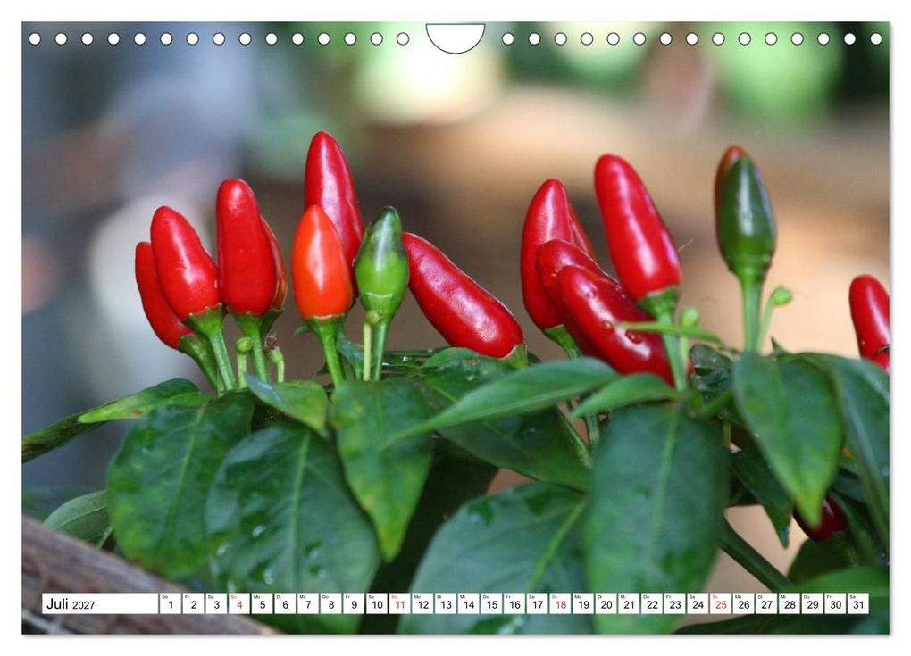Weitere Ansicht: Für Chili Liebhaber (Wandkalender 2027 DIN A4 quer), CALVENDO Monatskalender | SchnelleWelten, Calvendo