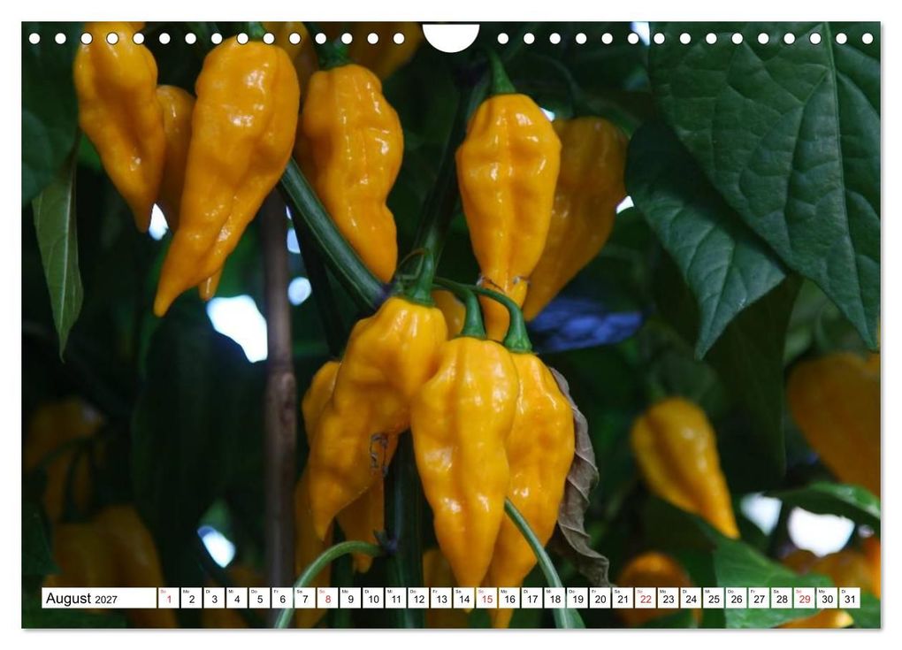 Weitere Ansicht: Für Chili Liebhaber (Wandkalender 2027 DIN A4 quer), CALVENDO Monatskalender | SchnelleWelten, Calvendo